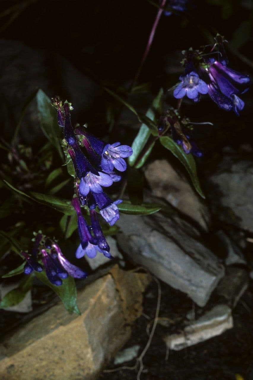 Penstemon albertowski 8