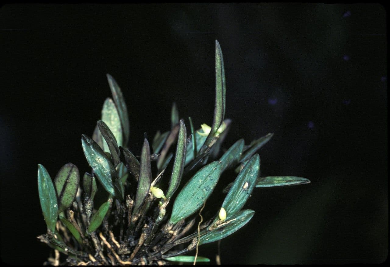 Octomeria