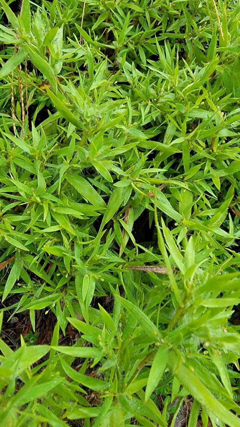 Diodia virginiana 17