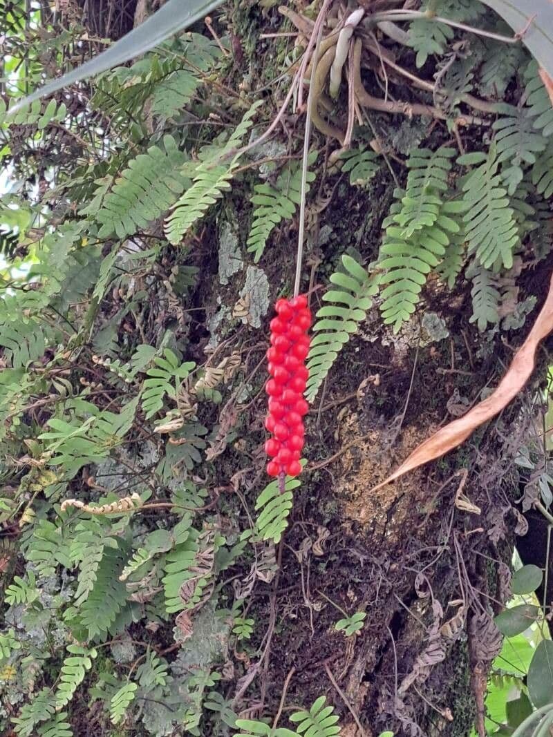 Anthurium gracile 3