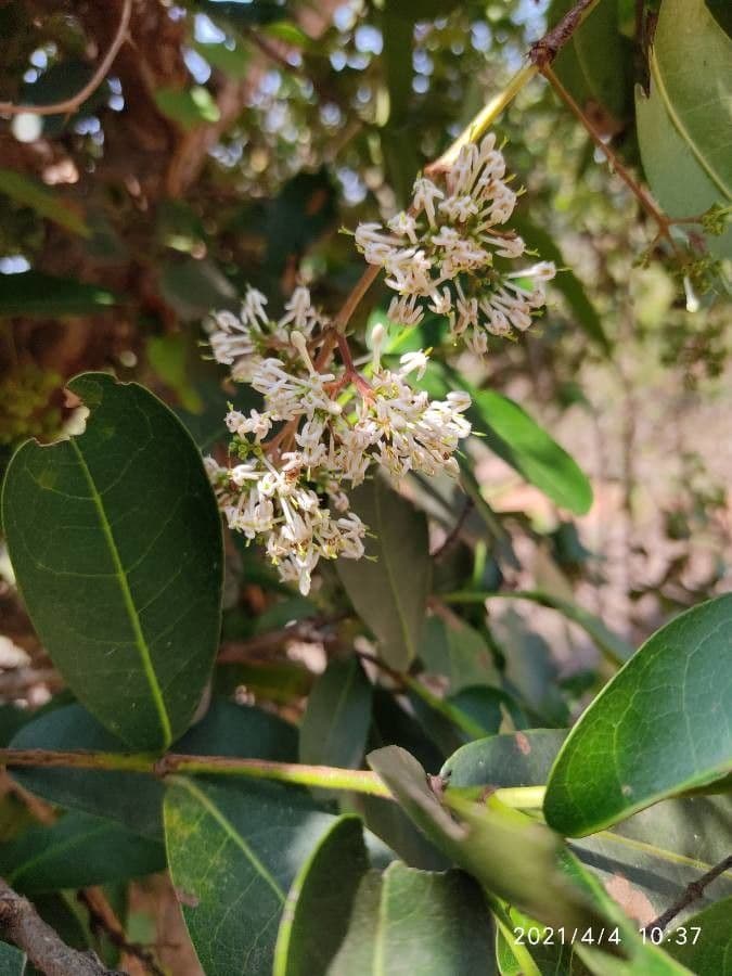 Ixora 3