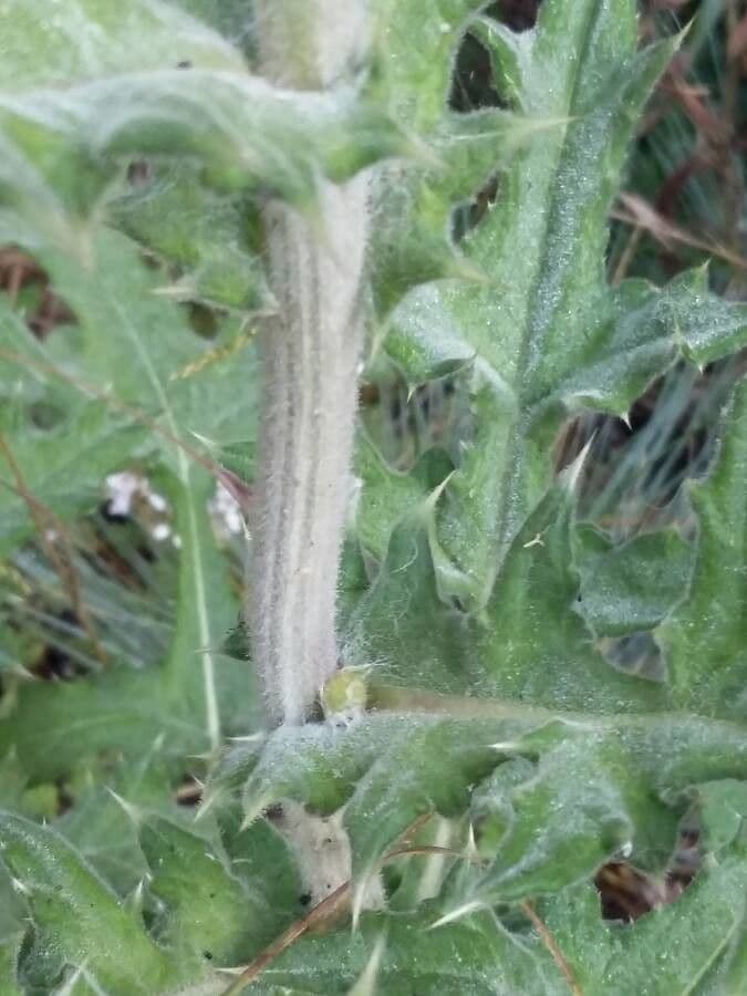 Great globe thistle 24