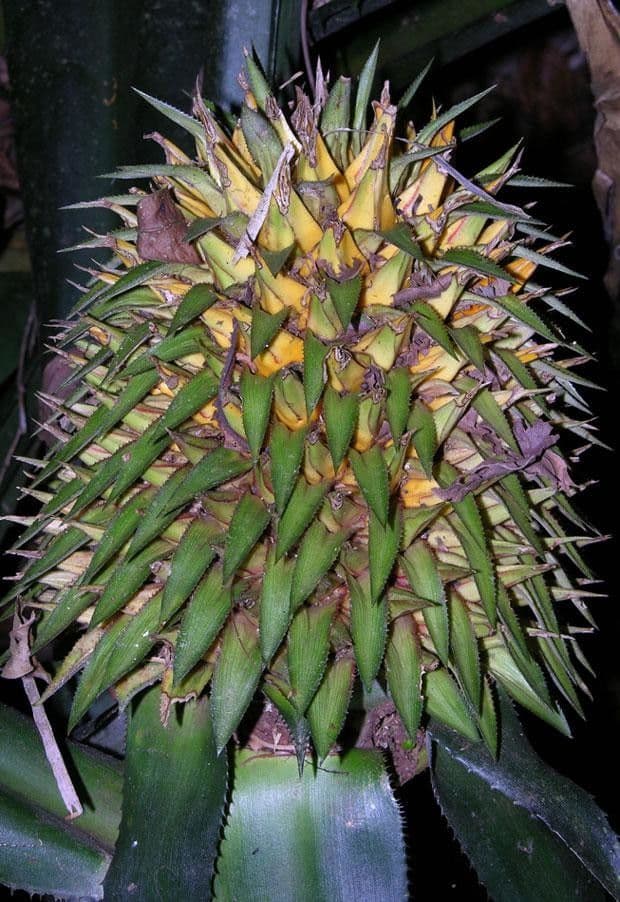 Aechmea 13