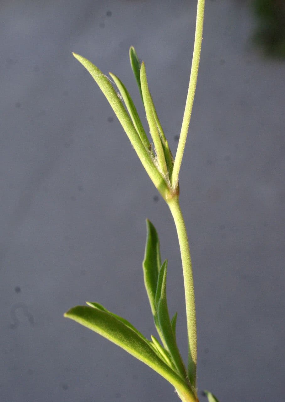Silene secundiflora 20