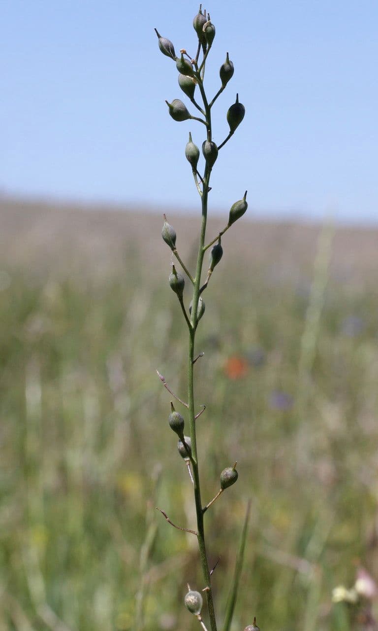 Zlatec 5