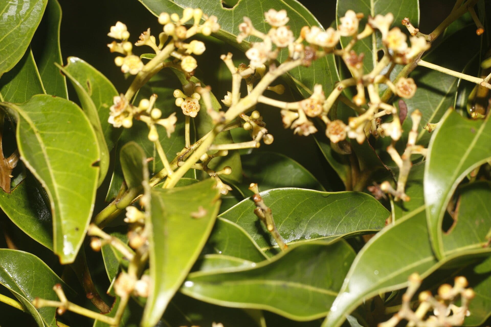 Ocotea