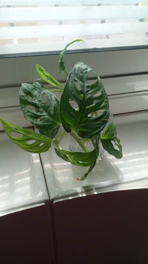 Monstera péřodílná 5