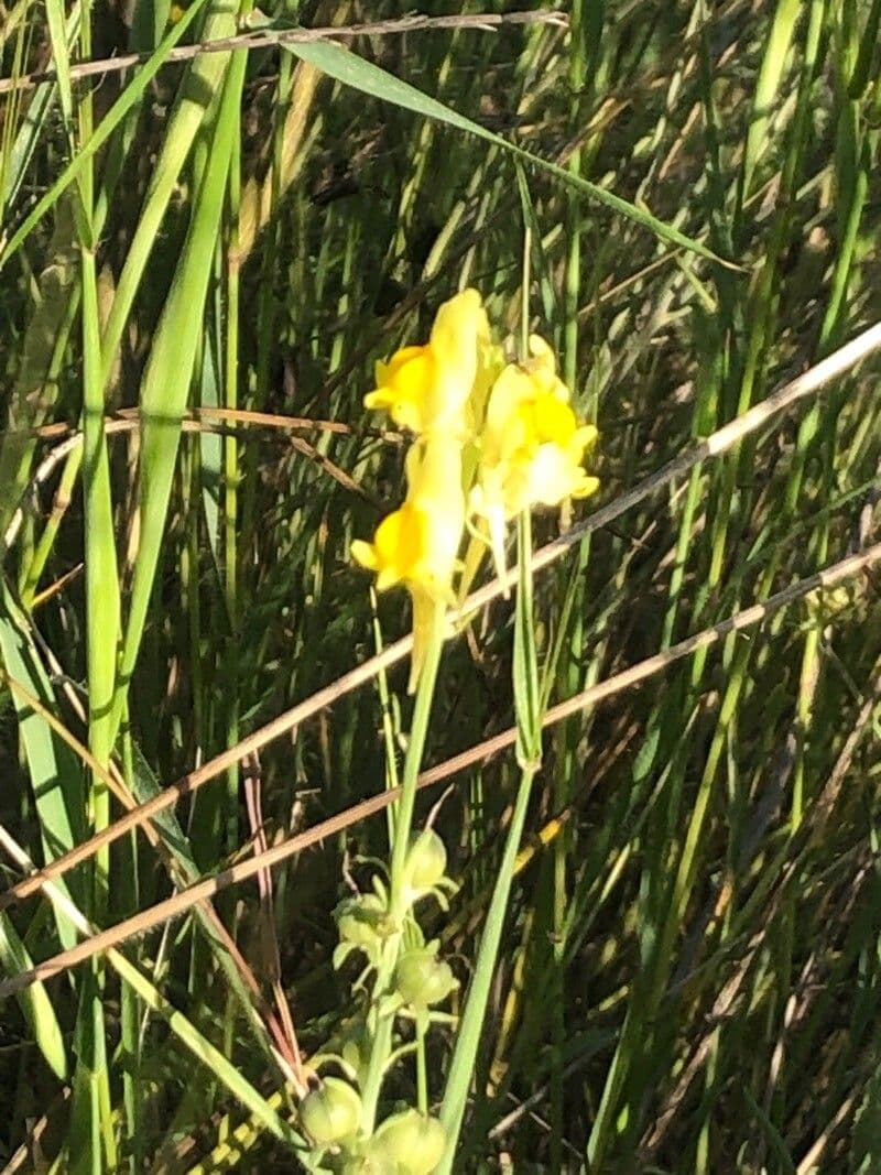 Linaria 2