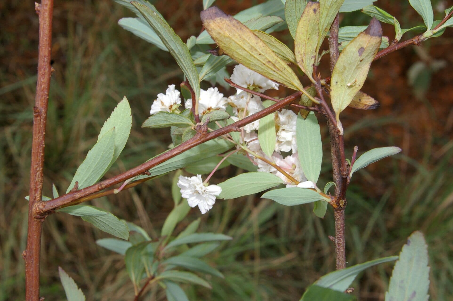 Ceanothus
