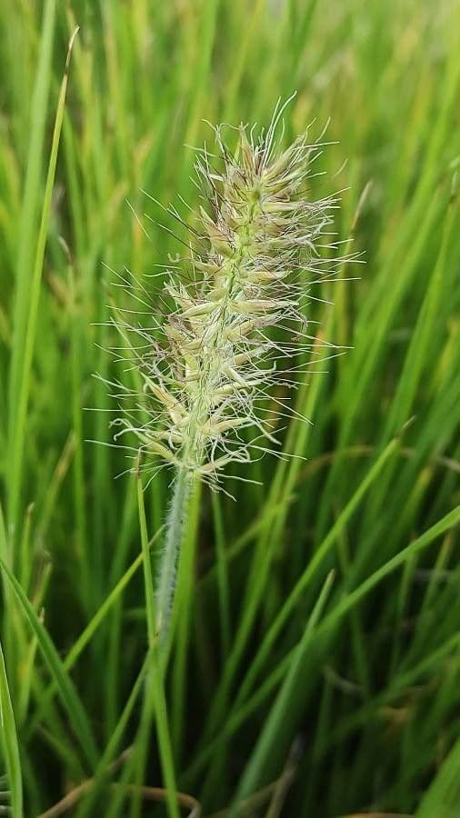 Festuca gautieri 6