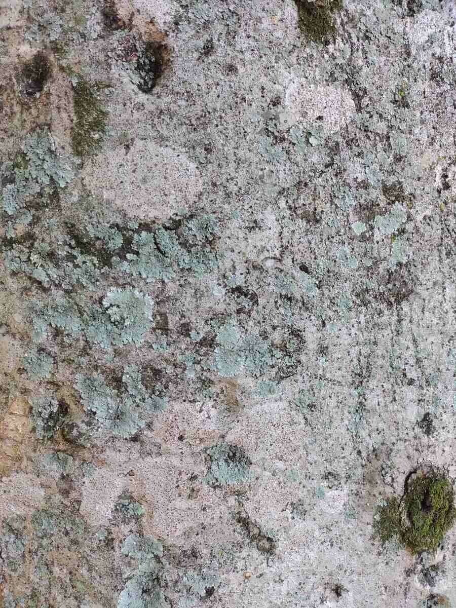 Sterkúlia bezkvetá 23