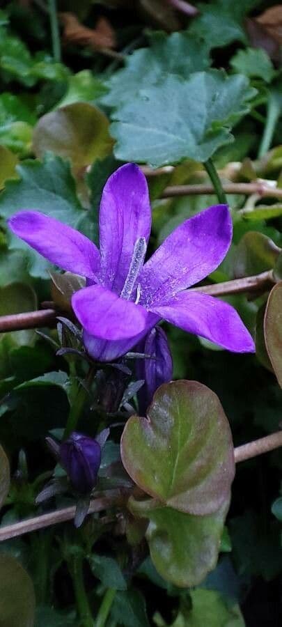 Kriechende Glockenblume 3