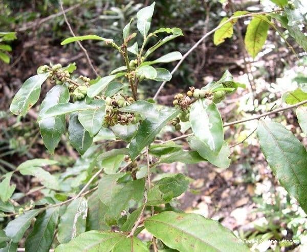 Phyllanthus 11