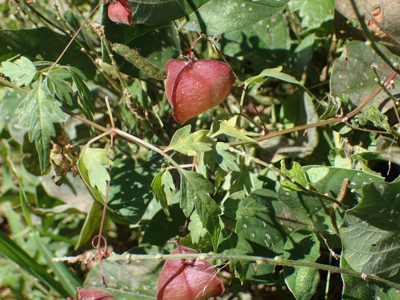 Cardiosperma 30