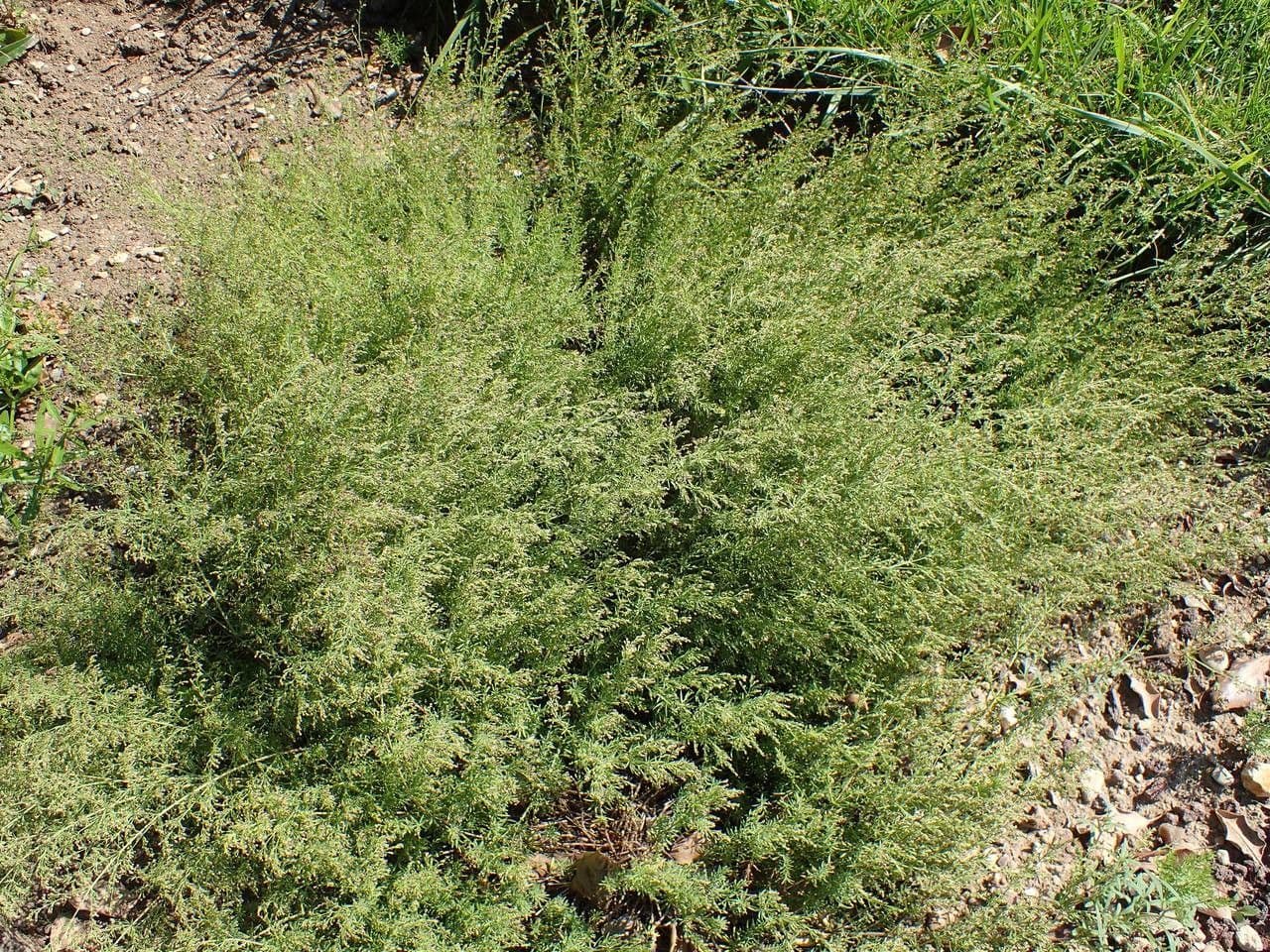 Asperula purpurea 9