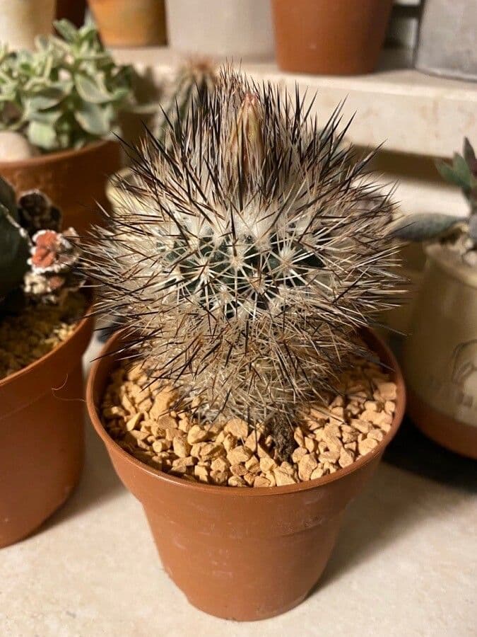 Turbinicarpus 5