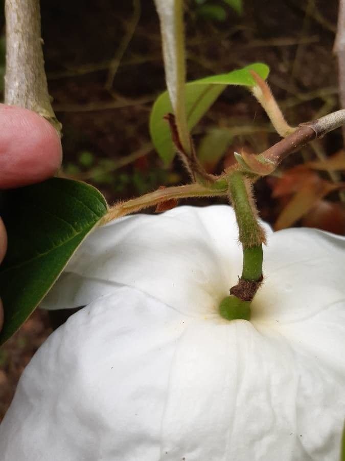 Magnolia 17