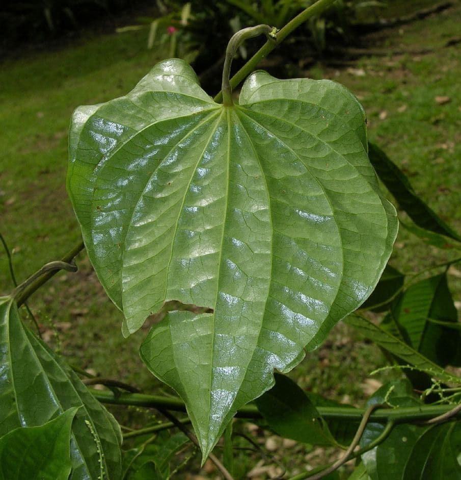 Ignami 9