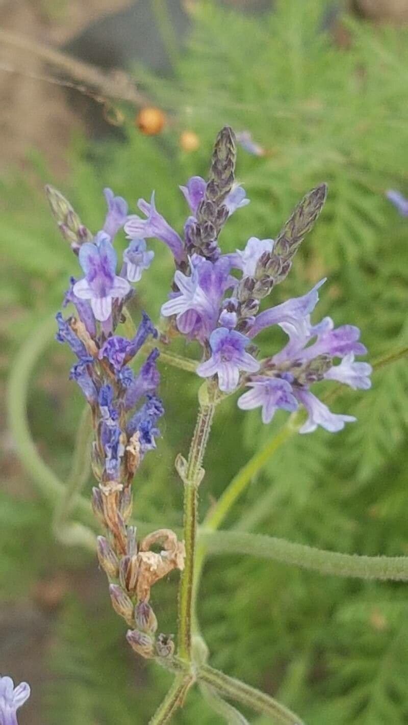 Lavanda canaria 3