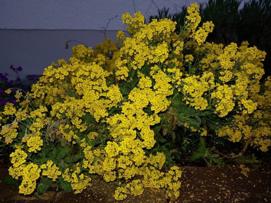 Aurinia saxatilis 15