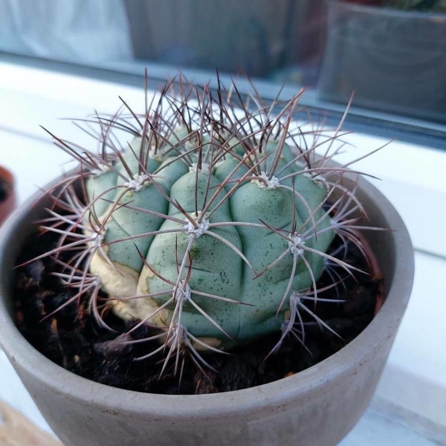 Gymnocalycium 7