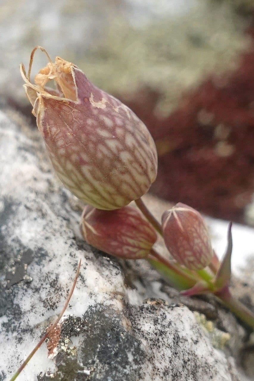 Silene a un fiore 2