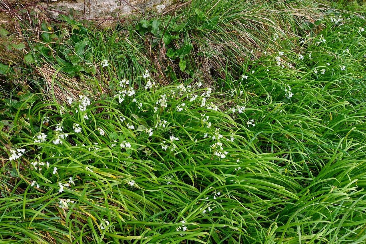 Ail à trois angles 15