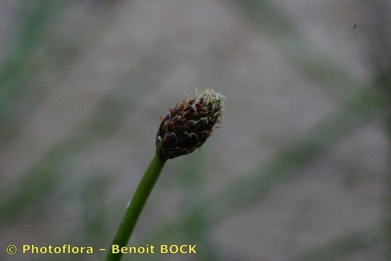 Eleocharis ovata 2