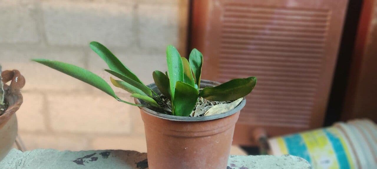Masdevallia 8