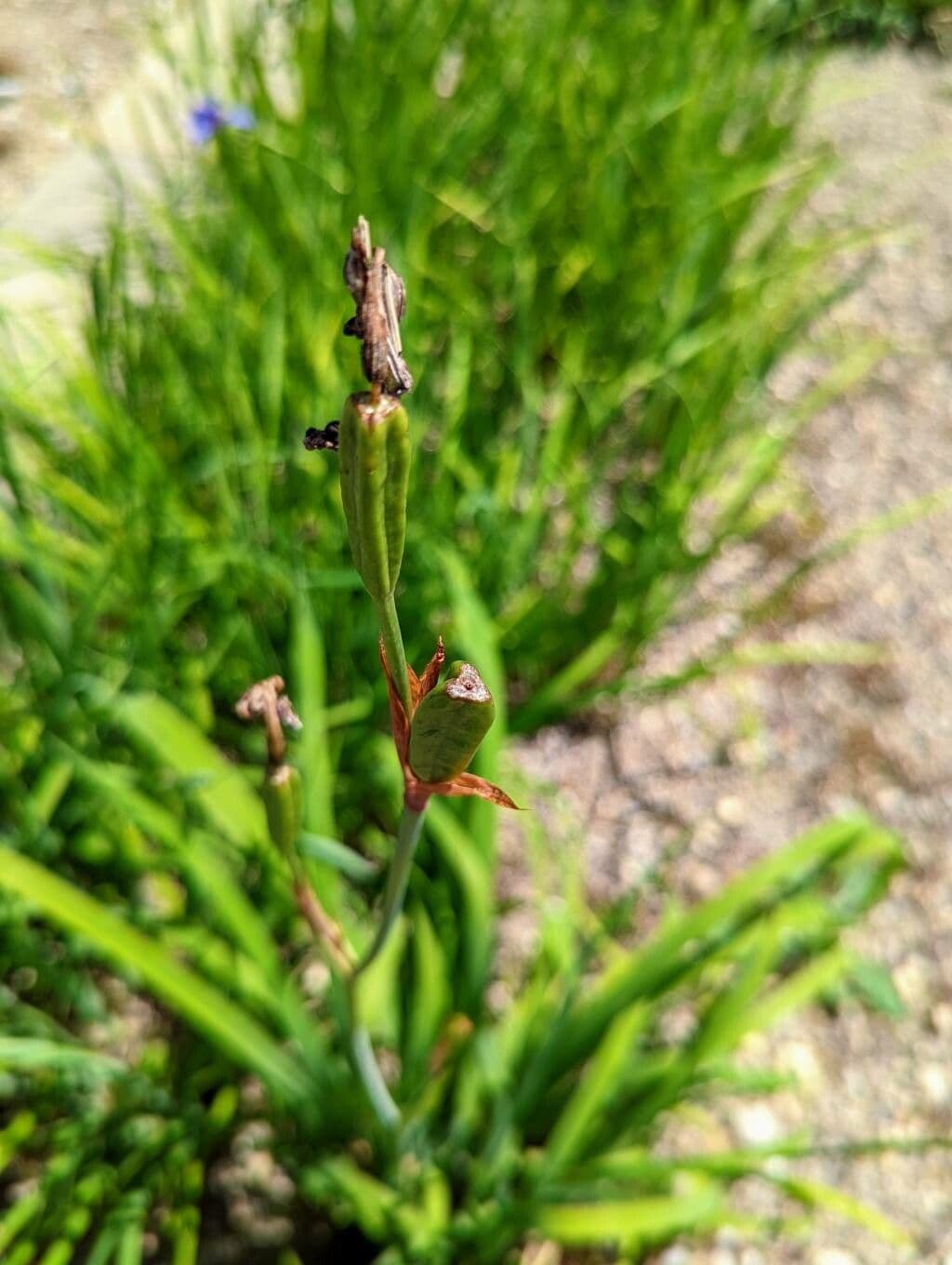 Iris