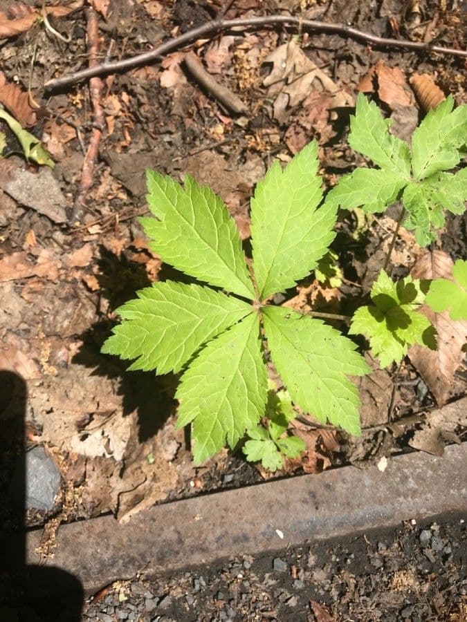 Sanicula canadensis 16