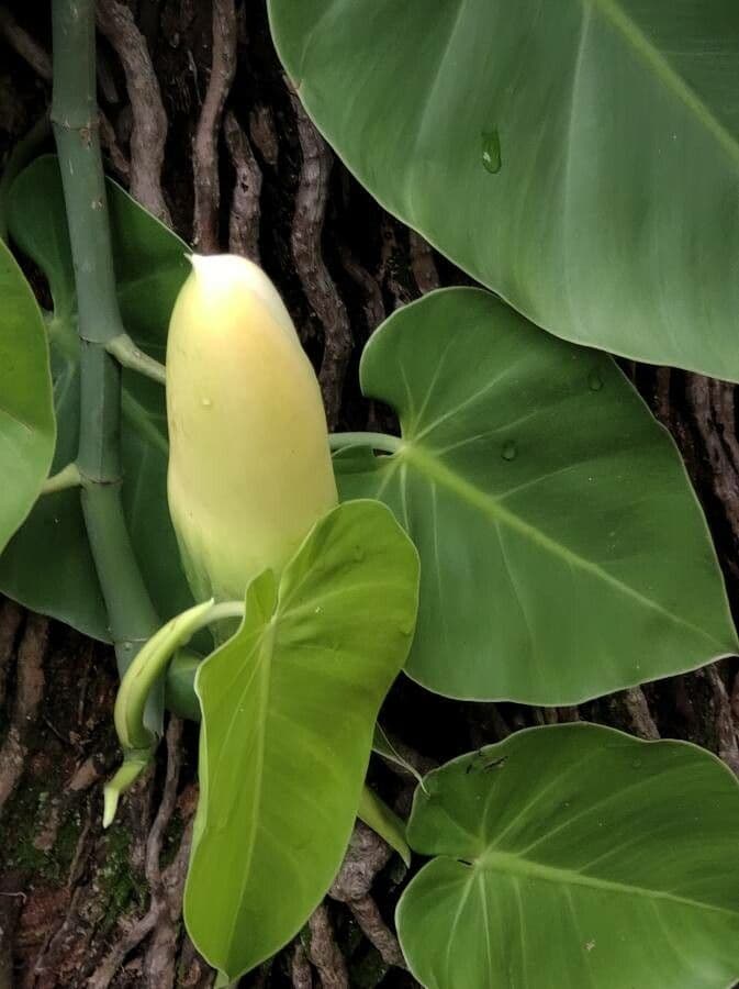 Philodendron