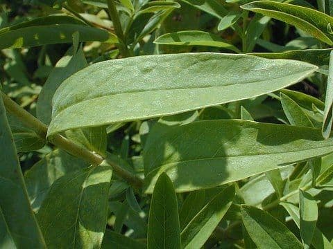 Millepertuis ascyron 12