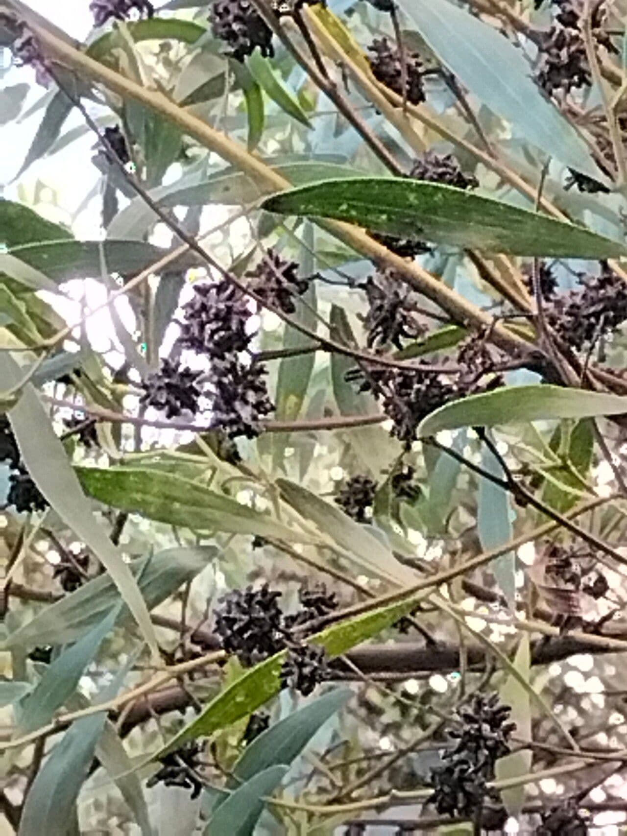 Acacia 3