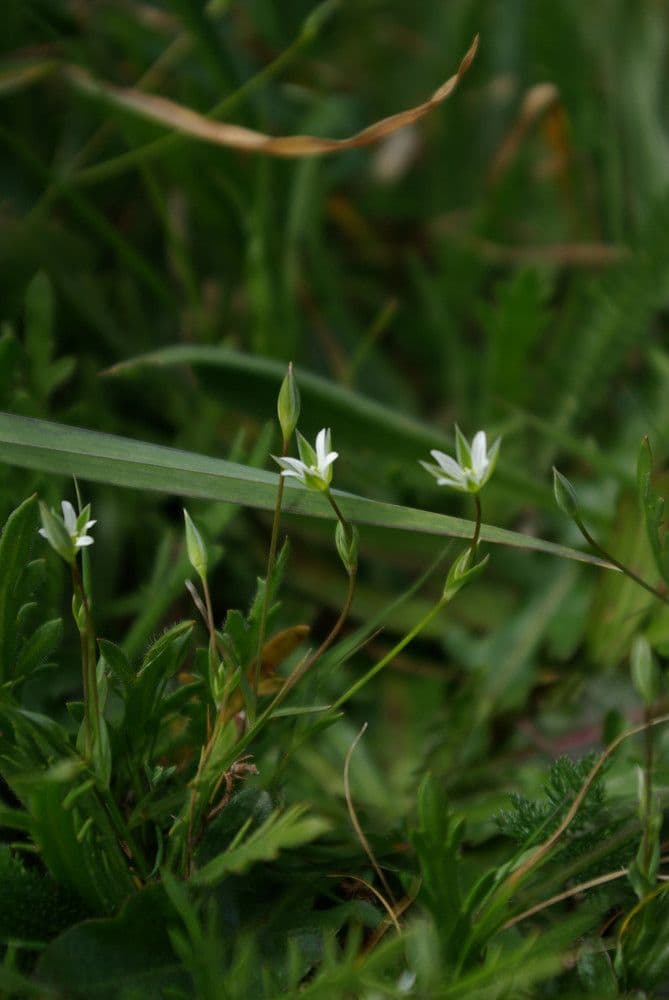 Moenchia erecta 8