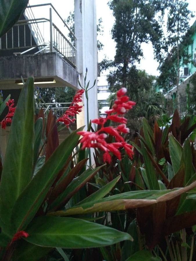 Ctenanthe 8