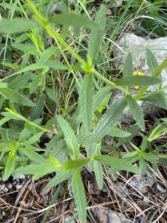 Stregona gialla 16