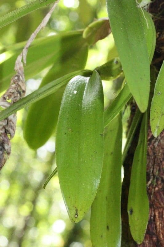 Bulbophyllum 19