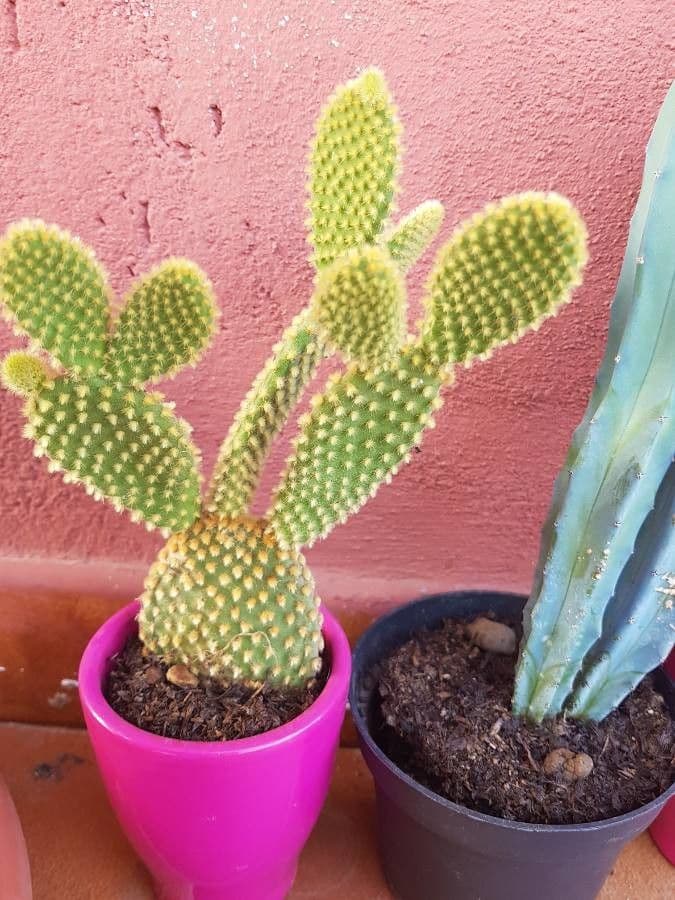 Nopal 22