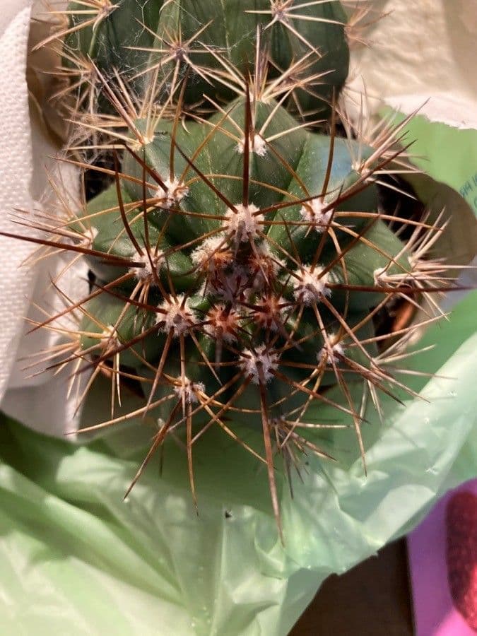Melocactus 8