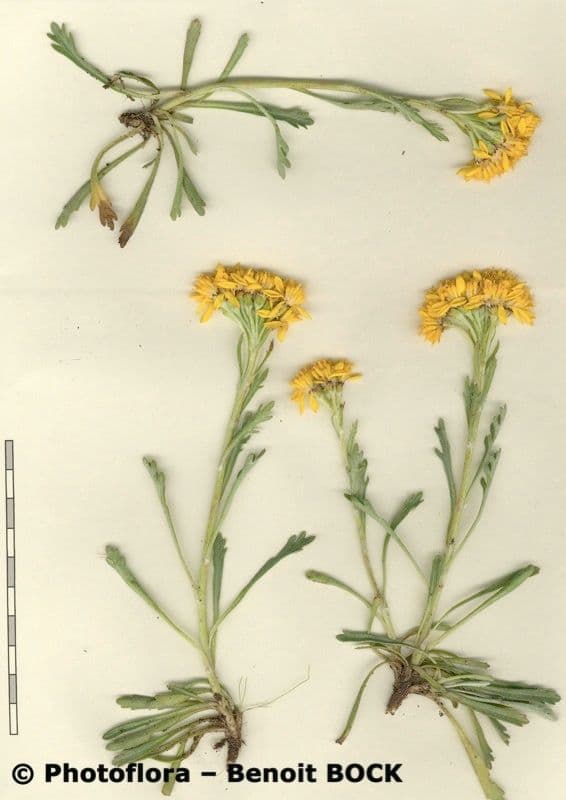 Senecio grigio 28