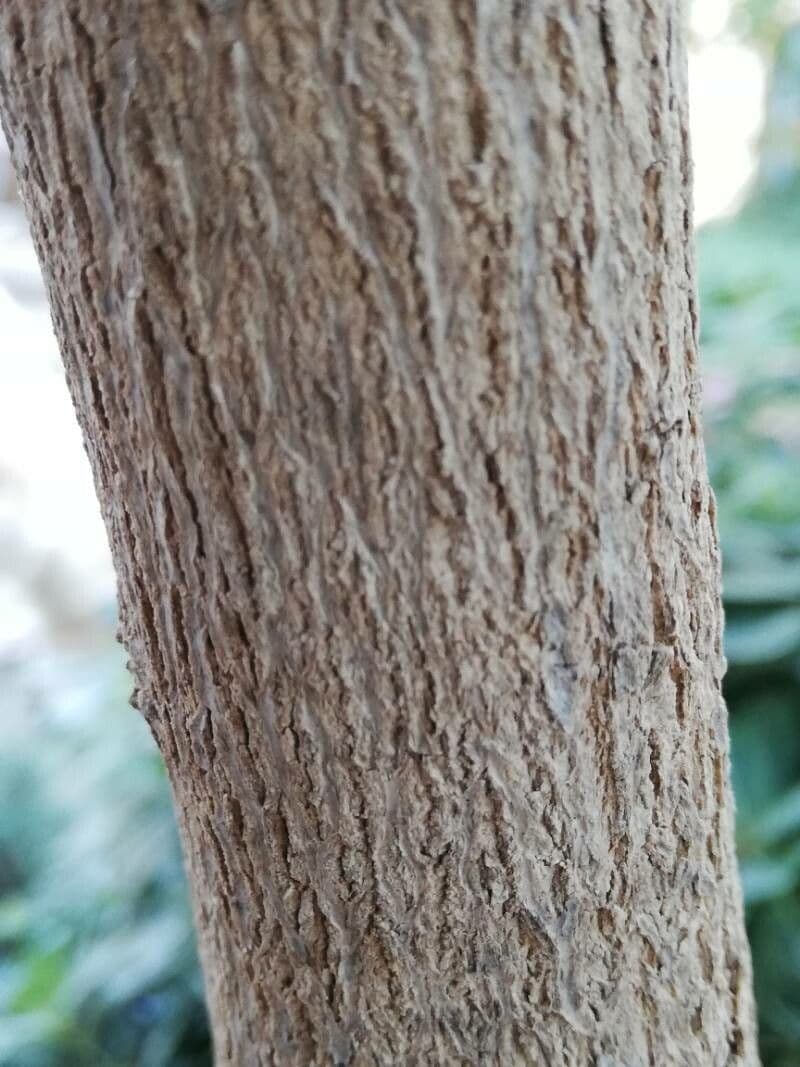 Duranta erecta 25