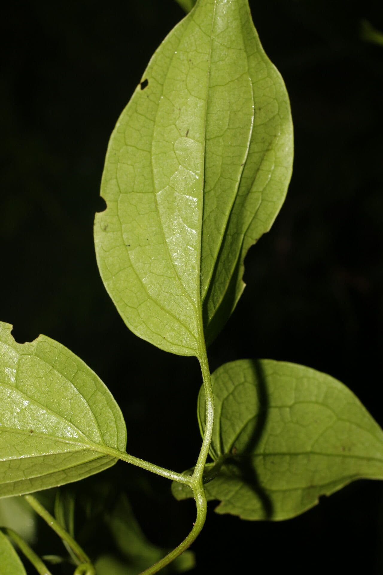 Clematis dioica 8