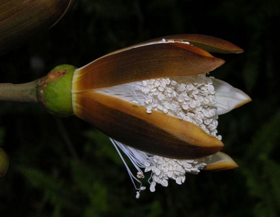 Siebenlappiger Pseudobombax 8
