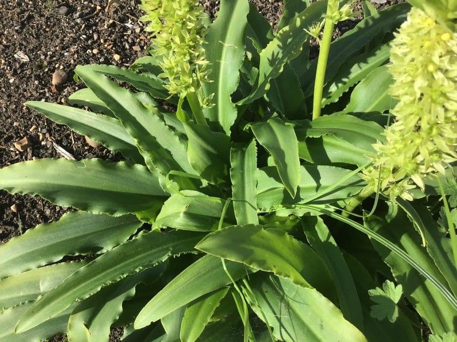 Eucomis zambijski 2