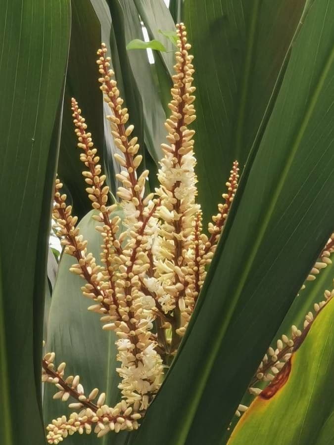 Cordyline 8