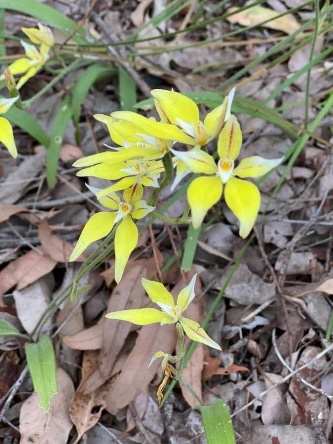 Caladenia flava 3