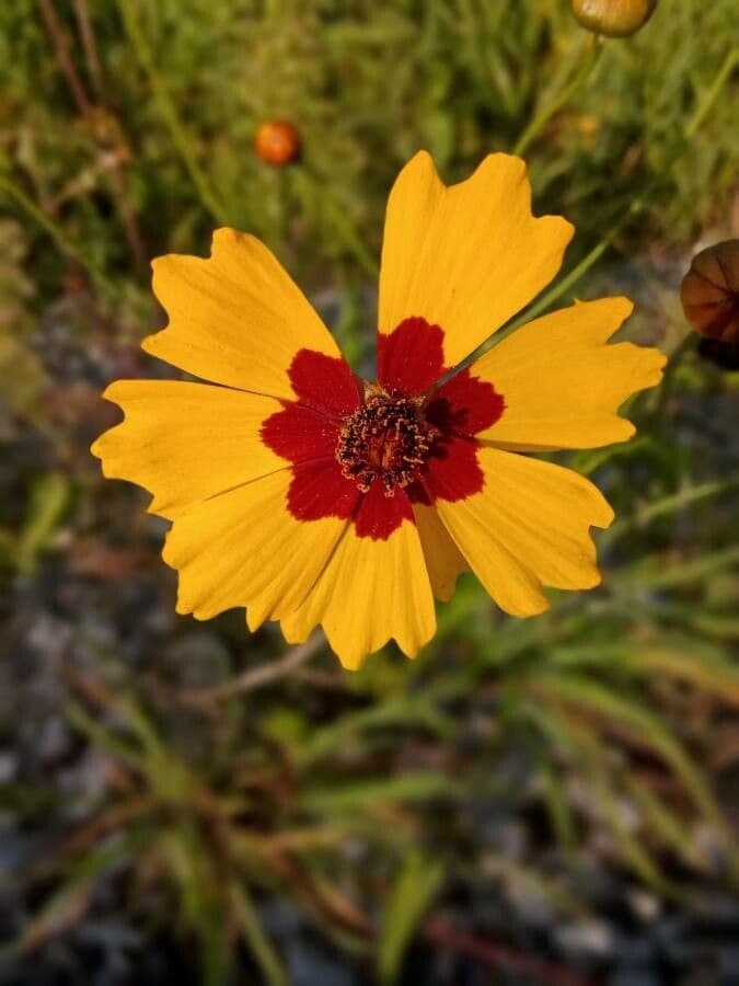 Färber-Mädchenauge 8