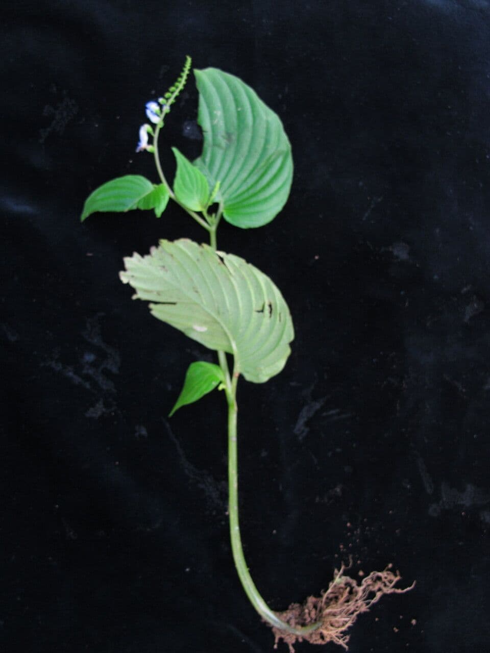 Rhynchoglossum 5