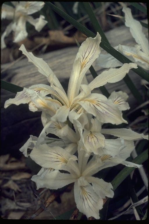 Iris 4